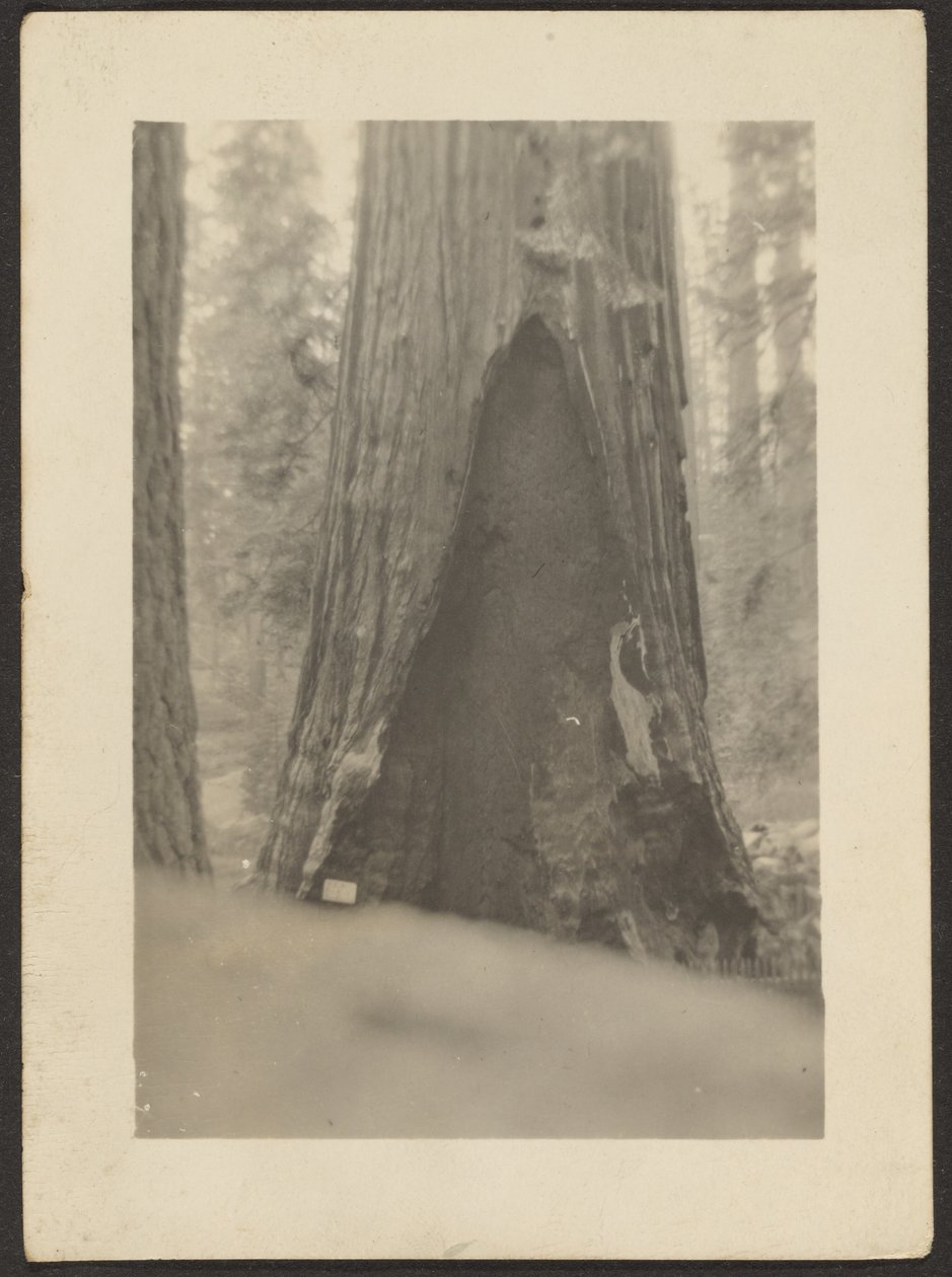 [Albero massiccio] da Louis Fleckenstein