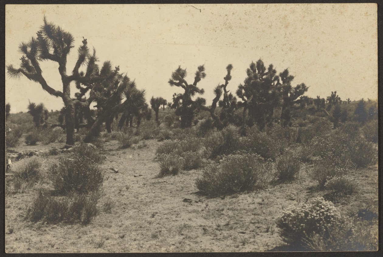 Deserto del Mojave da Louis Fleckenstein