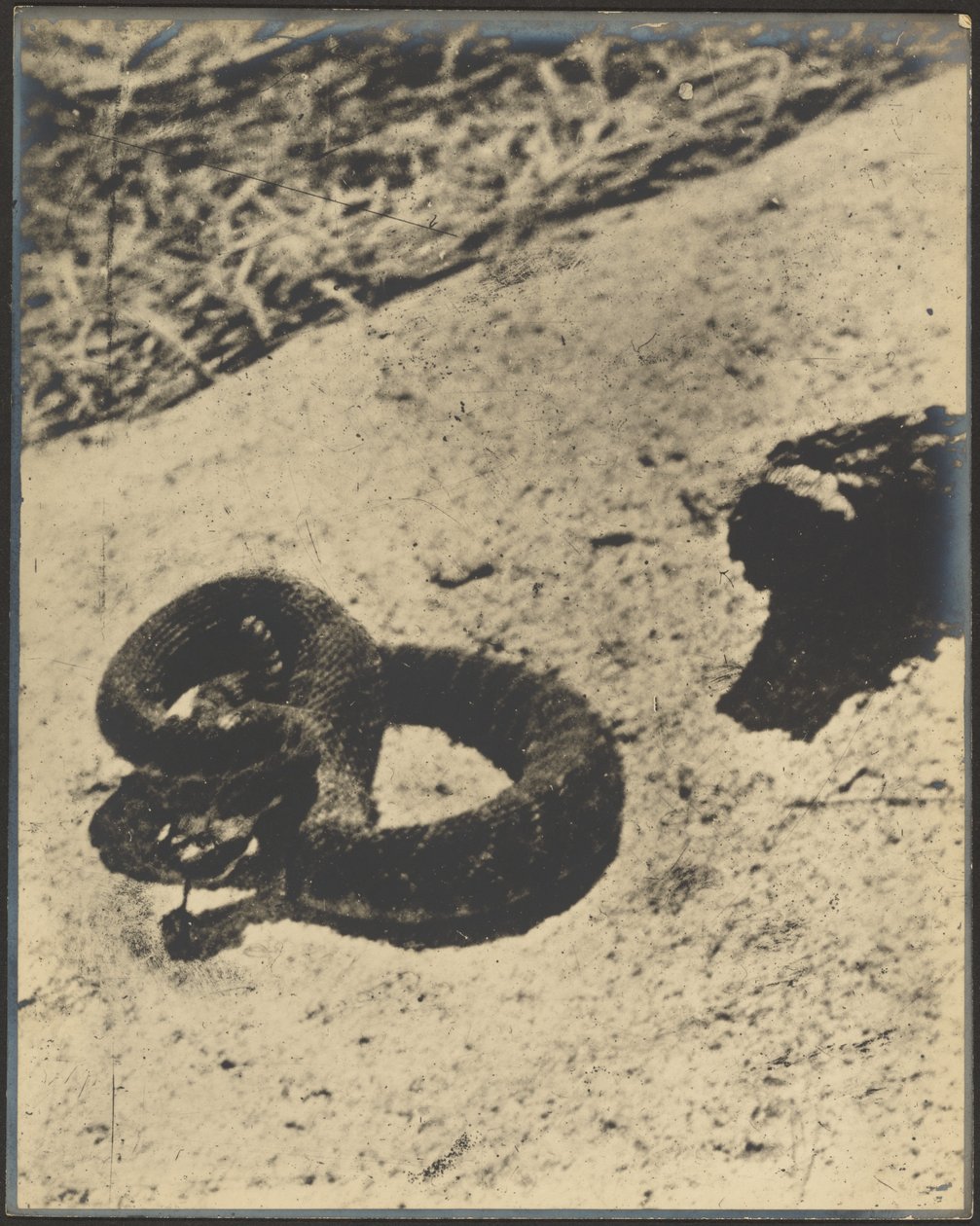 [Serpente a sonagli] da Louis Fleckenstein