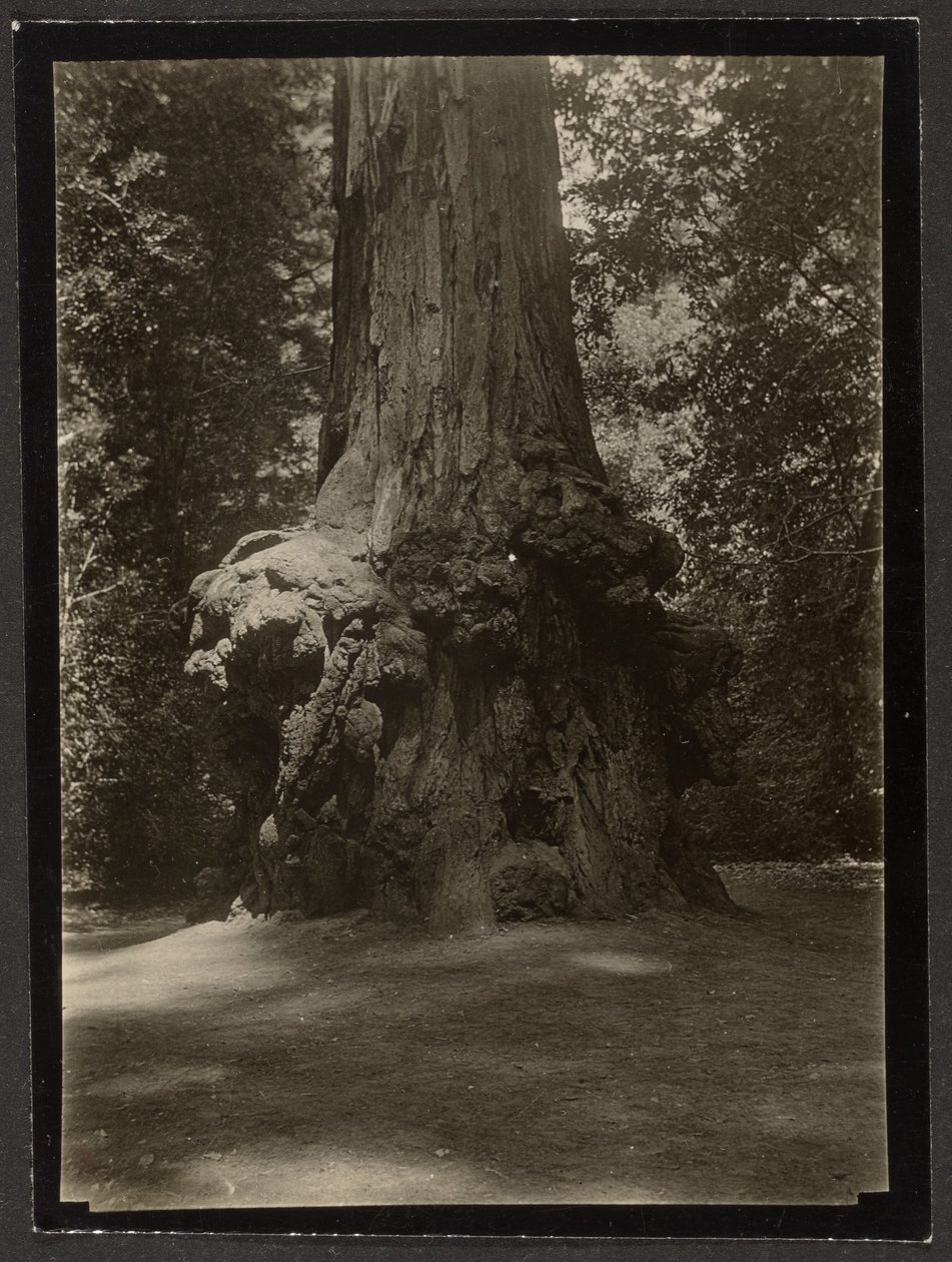 [Sequoia, Big Basin] da Louis Fleckenstein