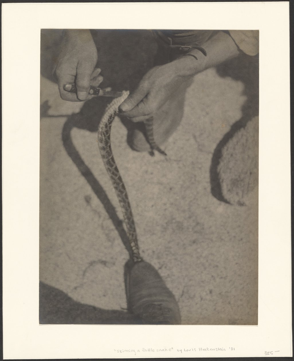 Scuoiare un serpente a sonagli da Louis Fleckenstein