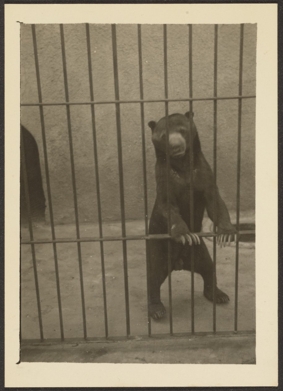 [Orso bradipo in gabbia] da Louis Fleckenstein