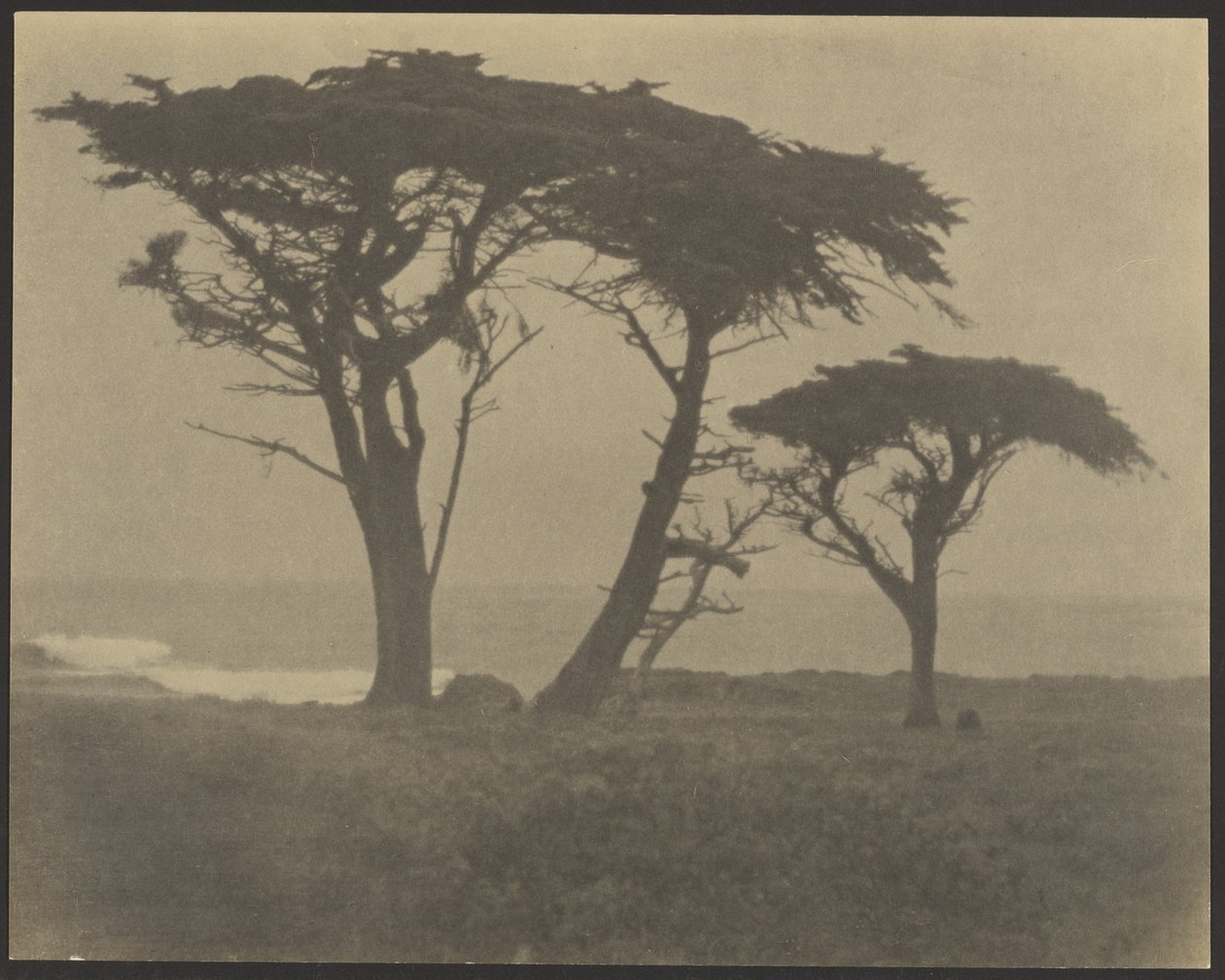 [Alberi lungo la costa] da Louis Fleckenstein