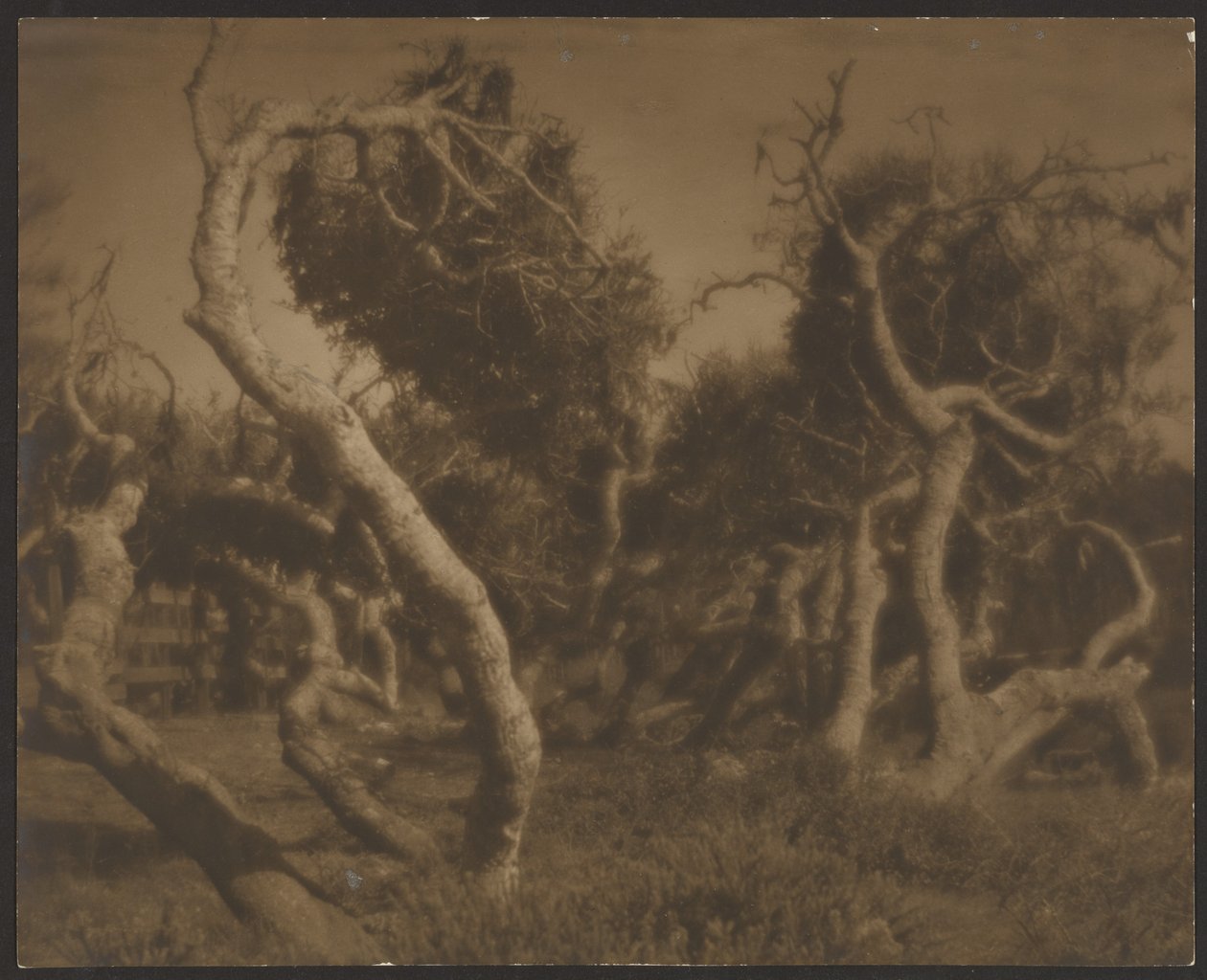 [Alberi contorti] da Louis Fleckenstein