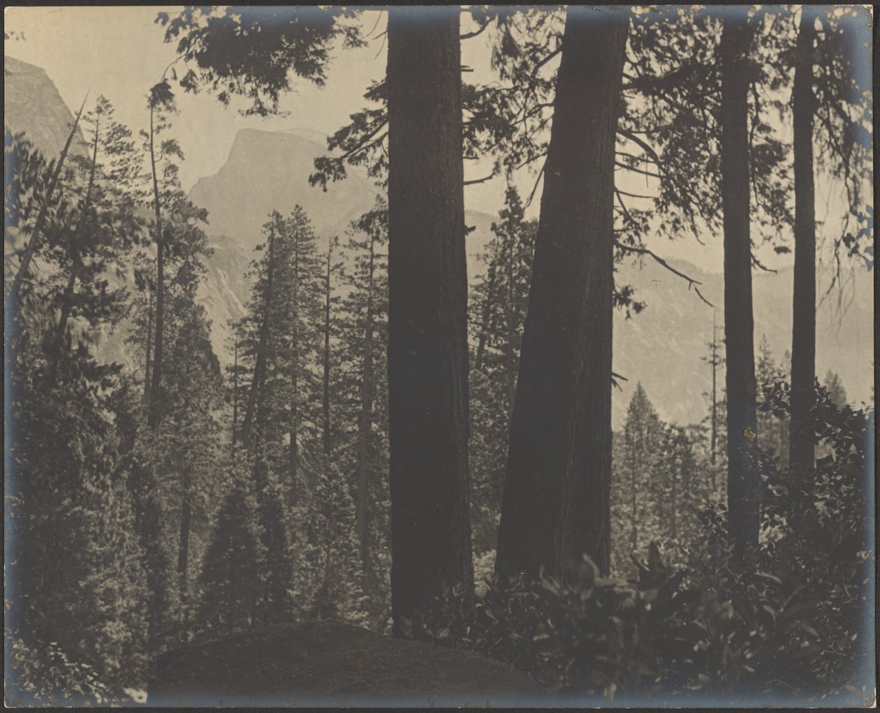 [Paesaggio boschivo] da Louis Fleckenstein