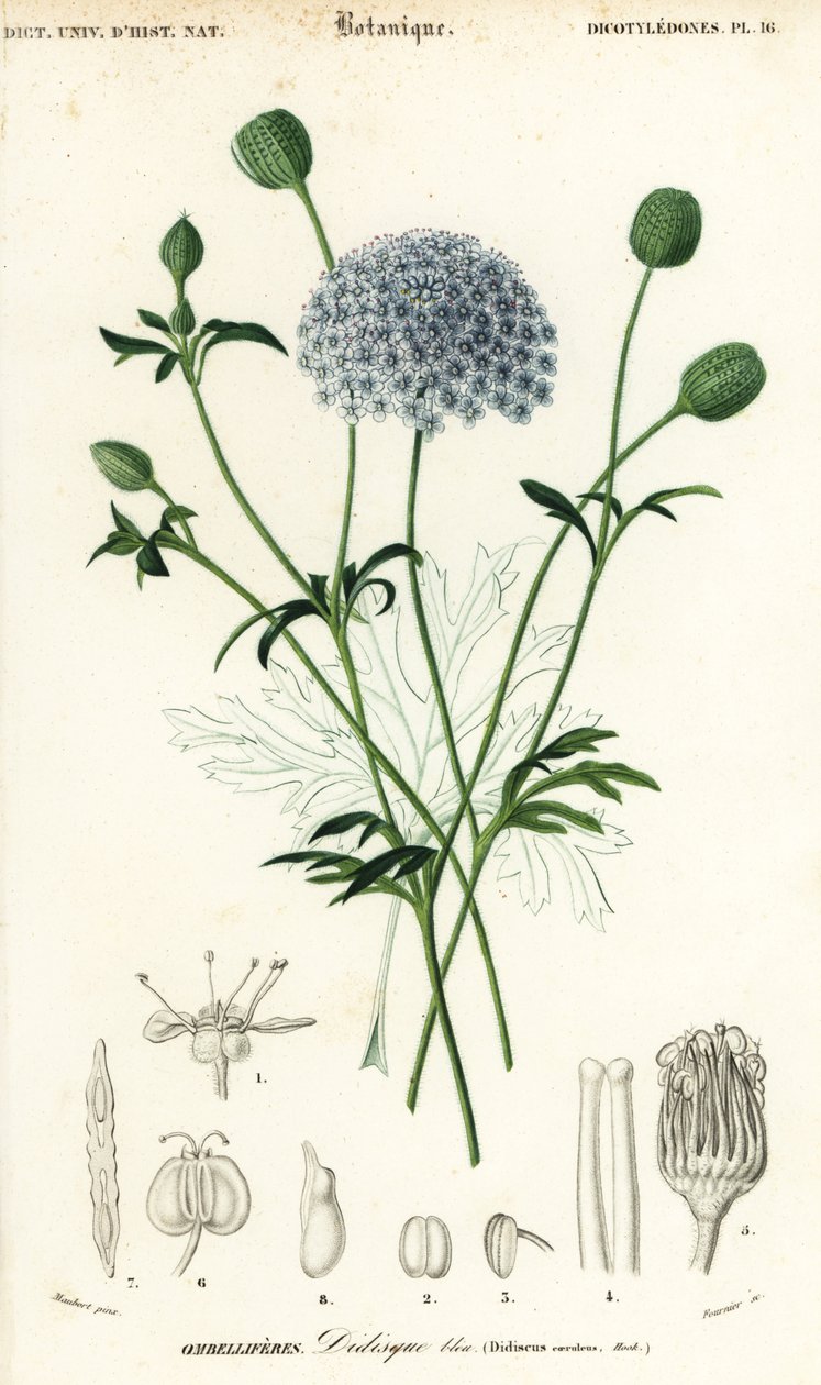 Fiore di pizzo blu, Trachymene coerulea da Louis Joseph Edouard Maubert