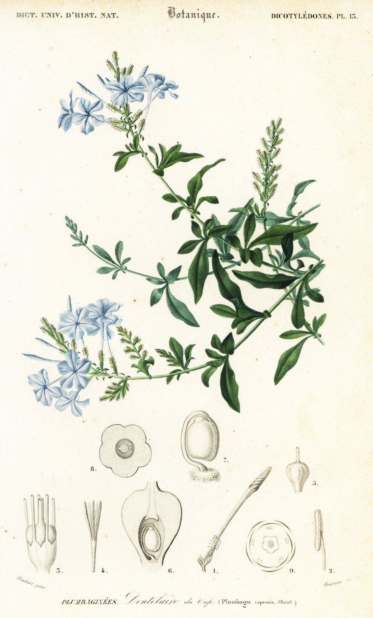 Plumbago del Capo, Plumbago auriculata (incisione) da Louis Joseph Edouard Maubert