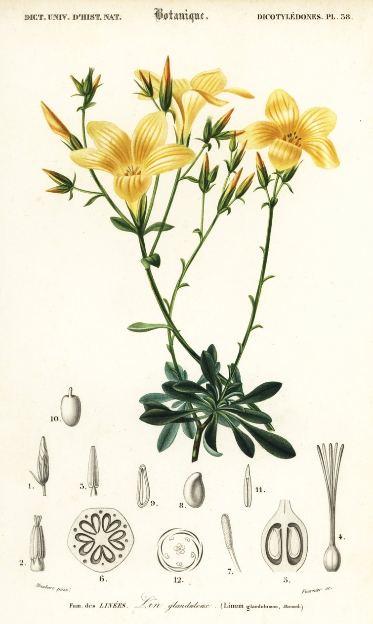 Lino, Linum campanulatum (incisione) da Louis Joseph Edouard Maubert