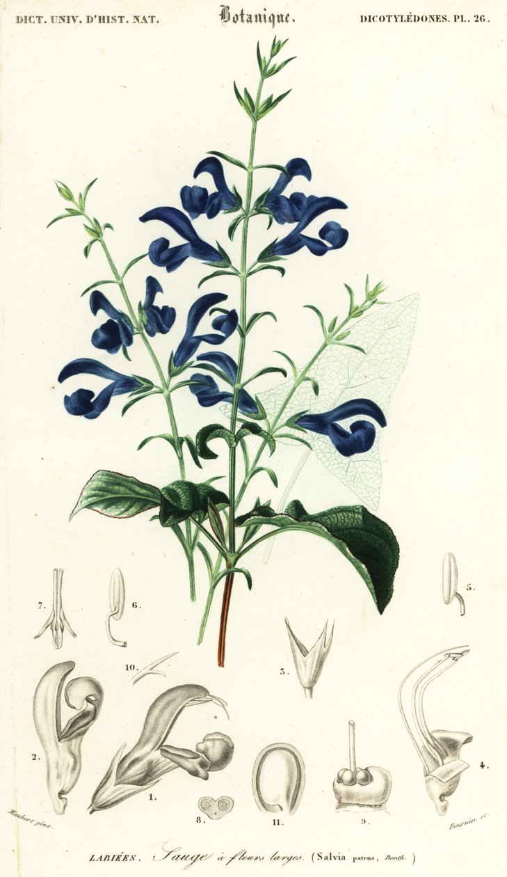 Salvia gentiana o salvia diffusa, Salvia patens (incisione) da Louis Joseph Edouard Maubert