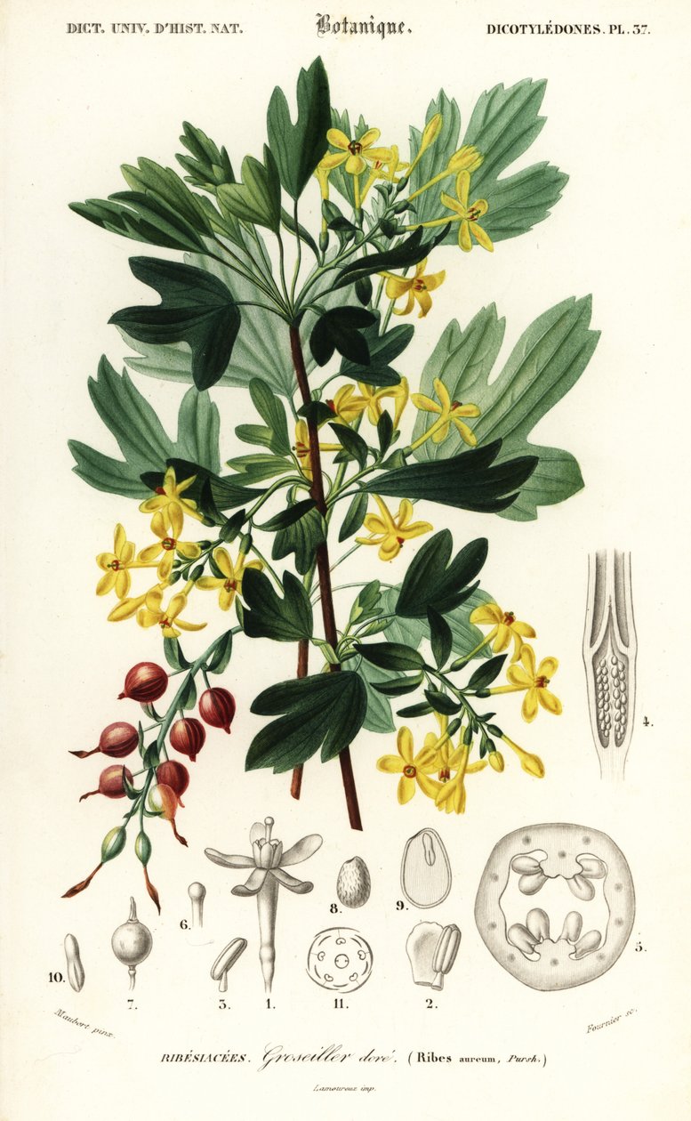 Ribes dorato, Ribes aureum da Louis Joseph Edouard Maubert