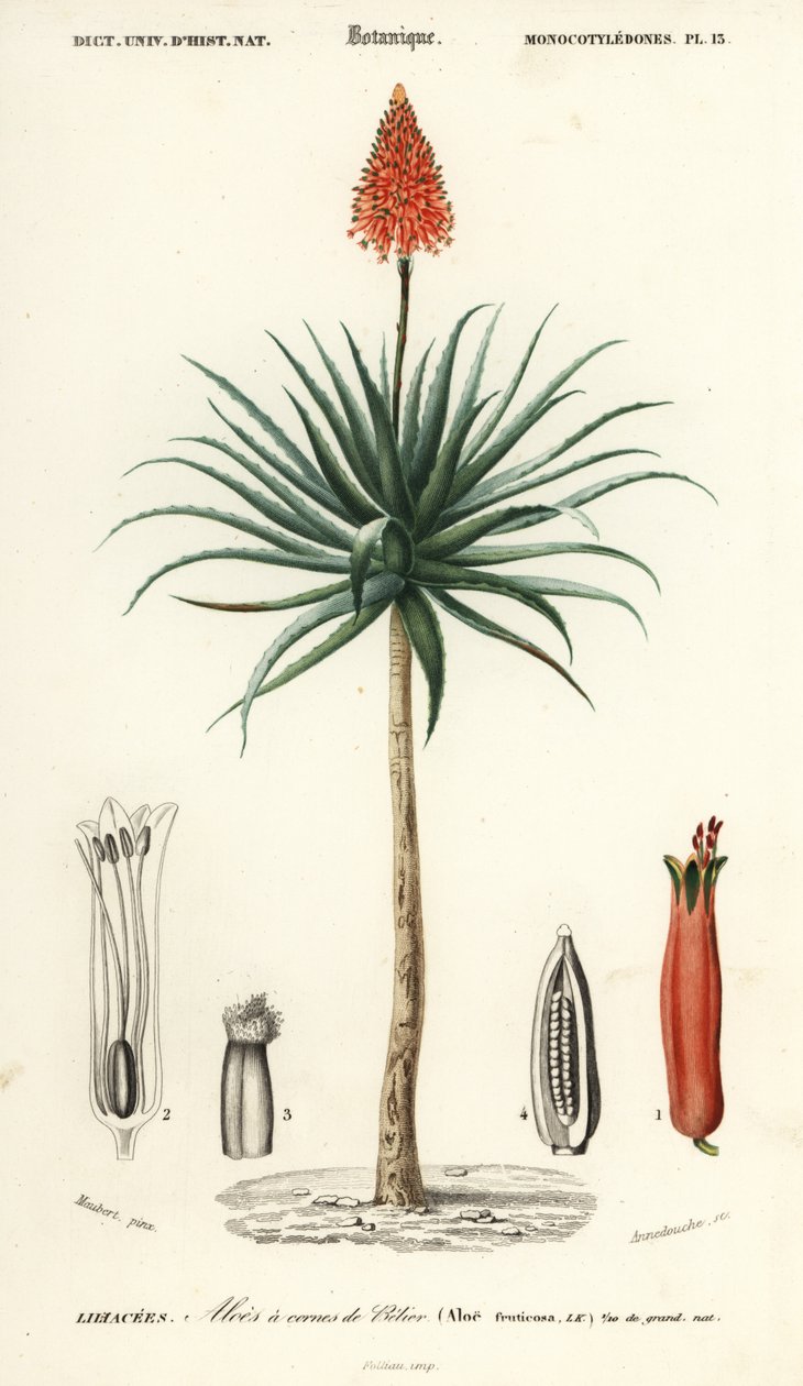 Aloe arborescens (incisione) da Louis Joseph Edouard Maubert