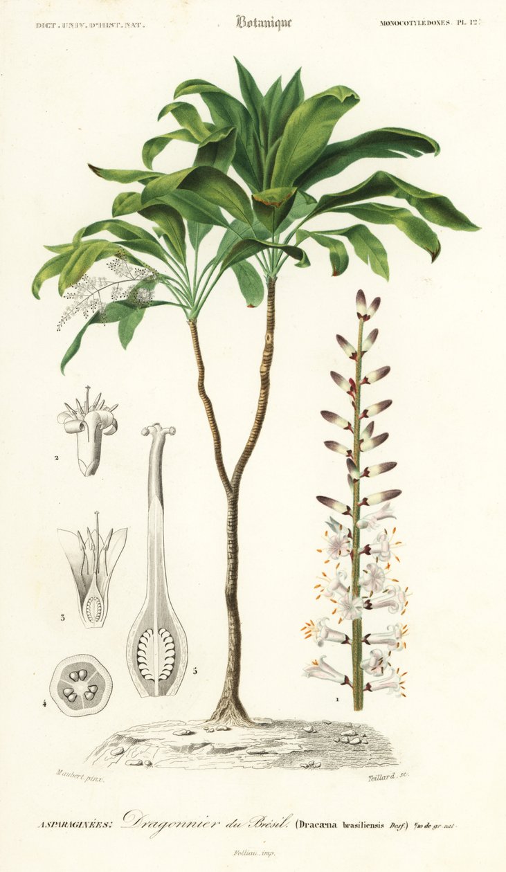Giglio di palma, Cordyline fruticosa (incisione) da Louis Joseph Edouard Maubert