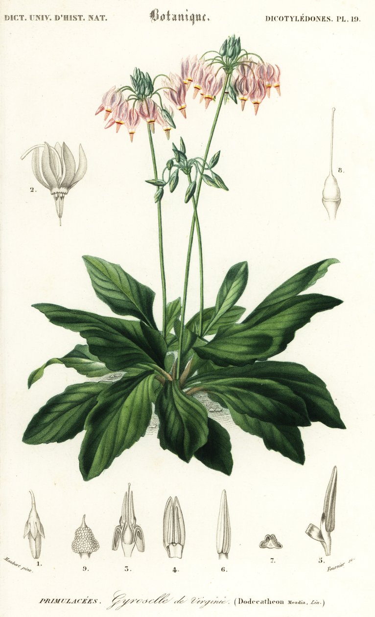 Stella cadente orientale, Dodecatheon meadia (incisione) da Louis Joseph Edouard Maubert