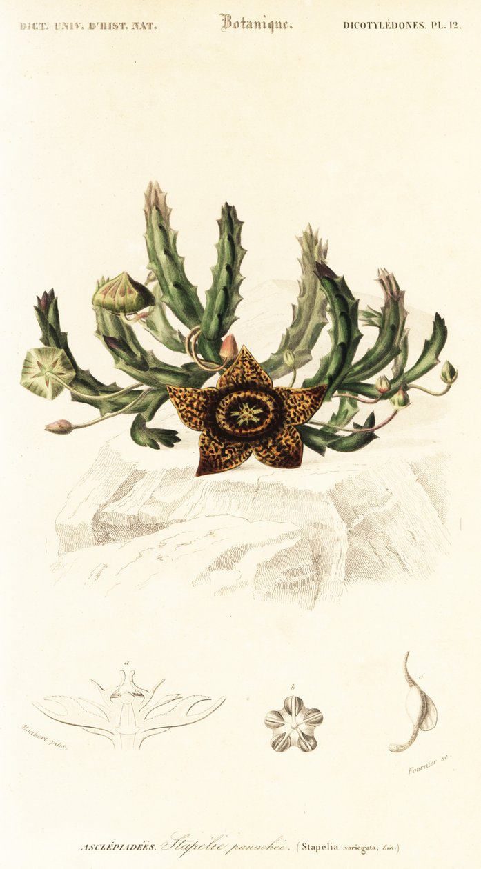 Fiore stella, Orbea variegata (incisione) da Louis Joseph Edouard Maubert