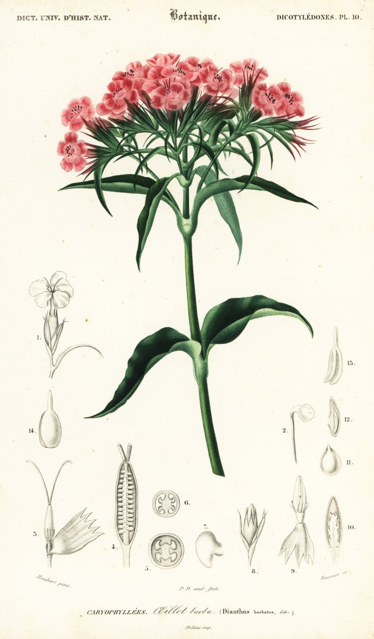 Garofano dei poeti, Dianthus barbatus (incisione) da Louis Joseph Edouard Maubert