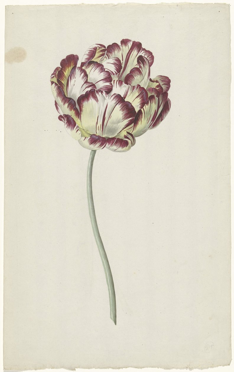 Tulipano da Louis Moritz