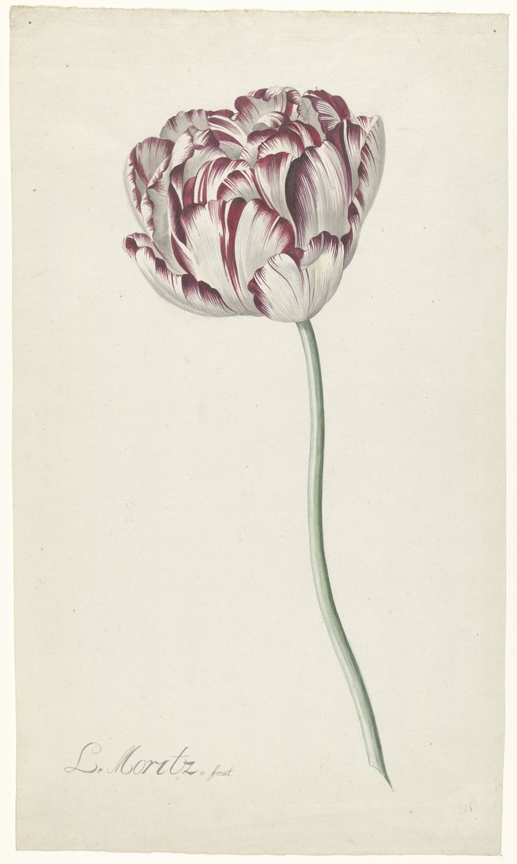 Tulipano da Louis Moritz