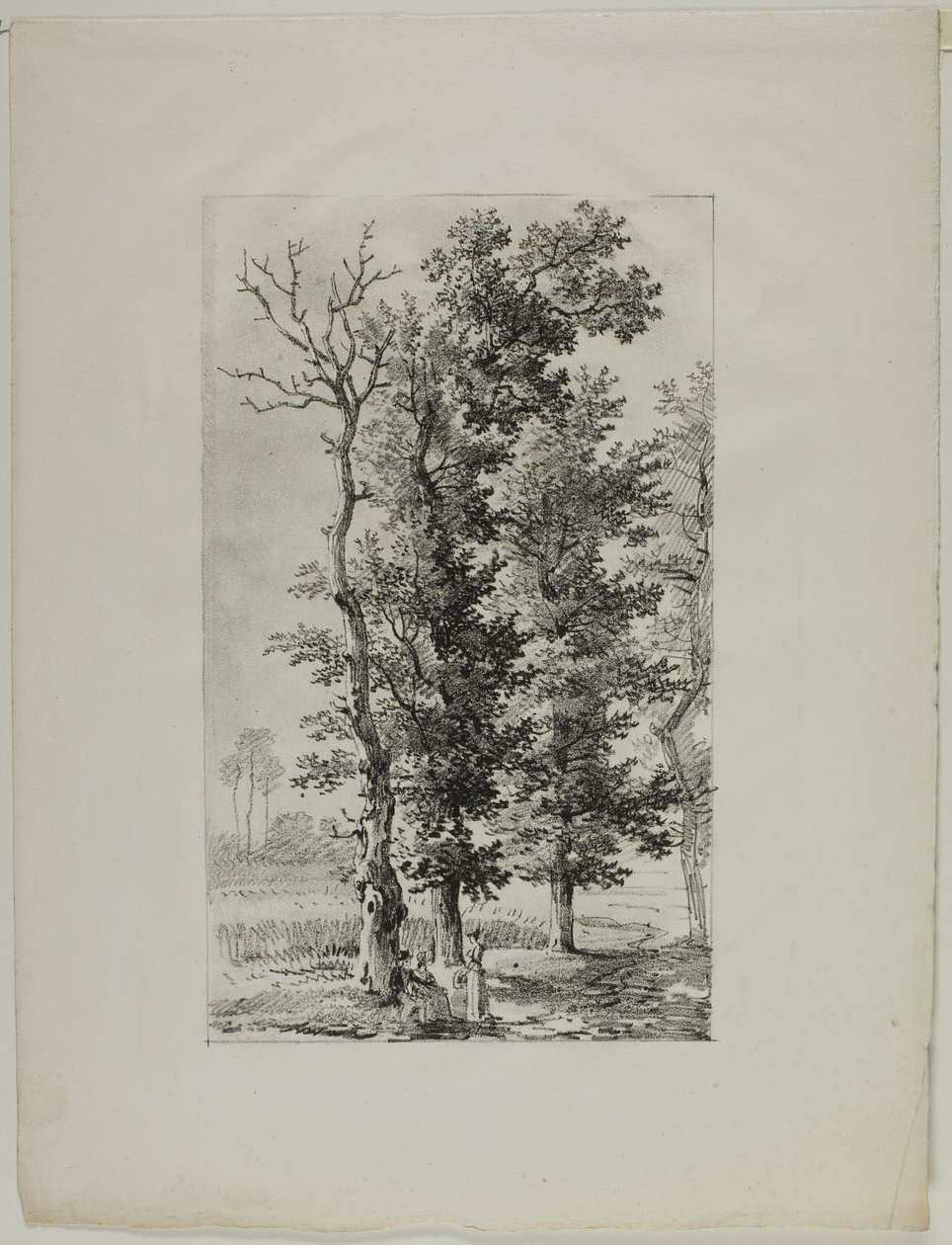 Studio di Alberi da Louis Pierre Baltard