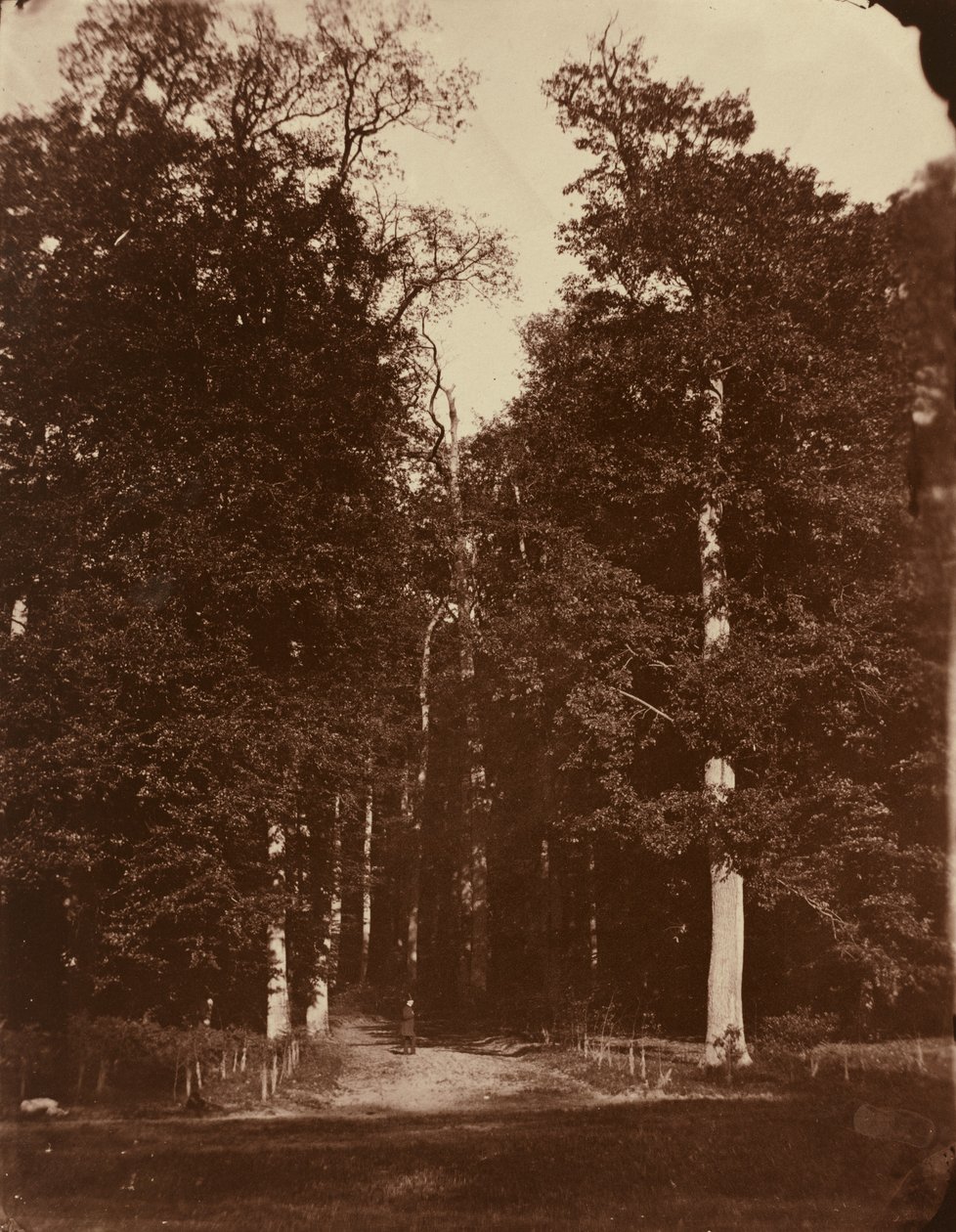 Foresta a Saint-Cloud da Louis Rémy Robert