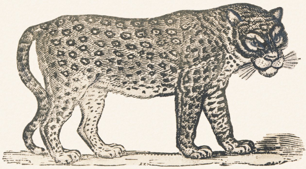 Tigre da Louis Simon (1810 1870) Lassalle