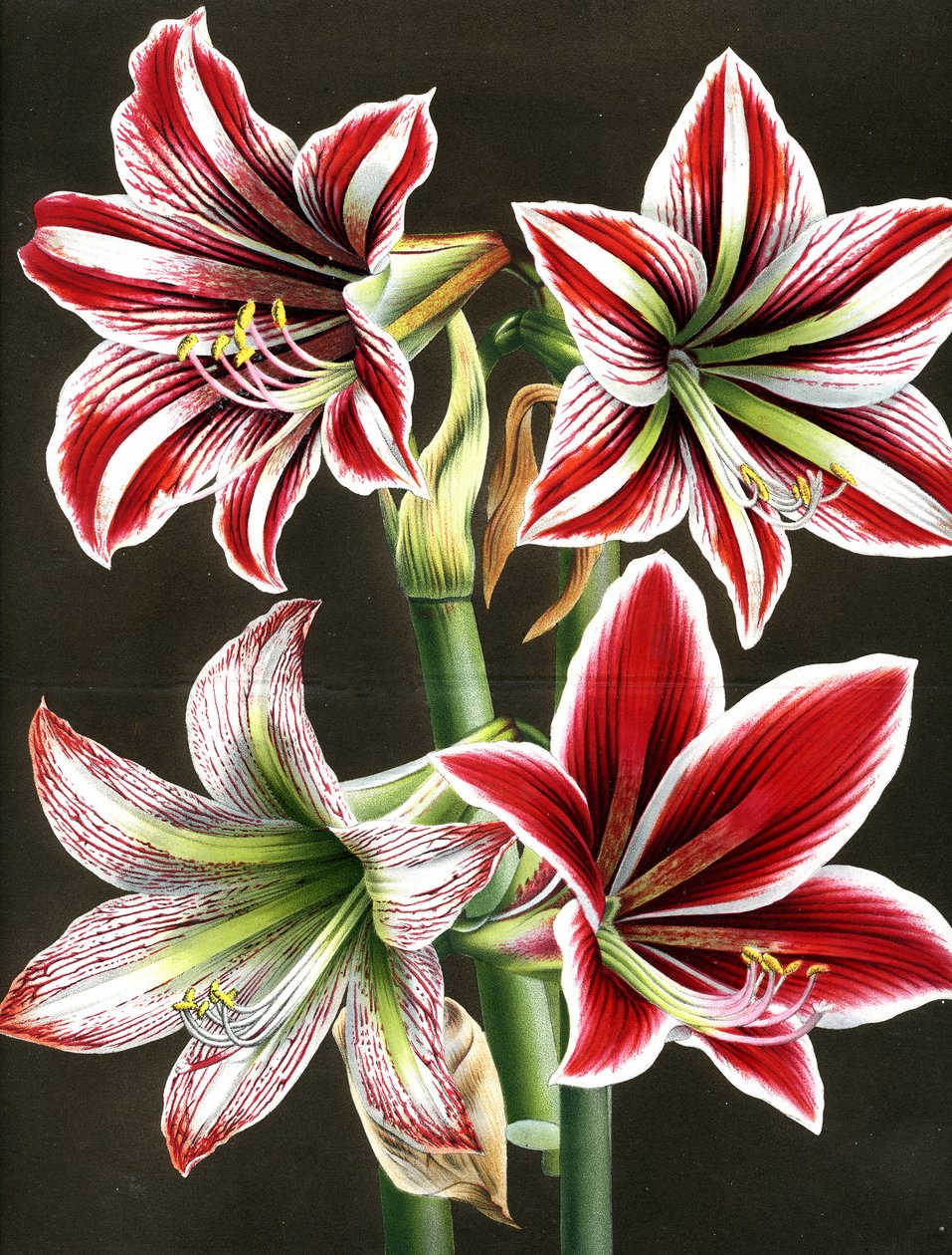 Amaryllis Hippeastra da Louis Van Houtte