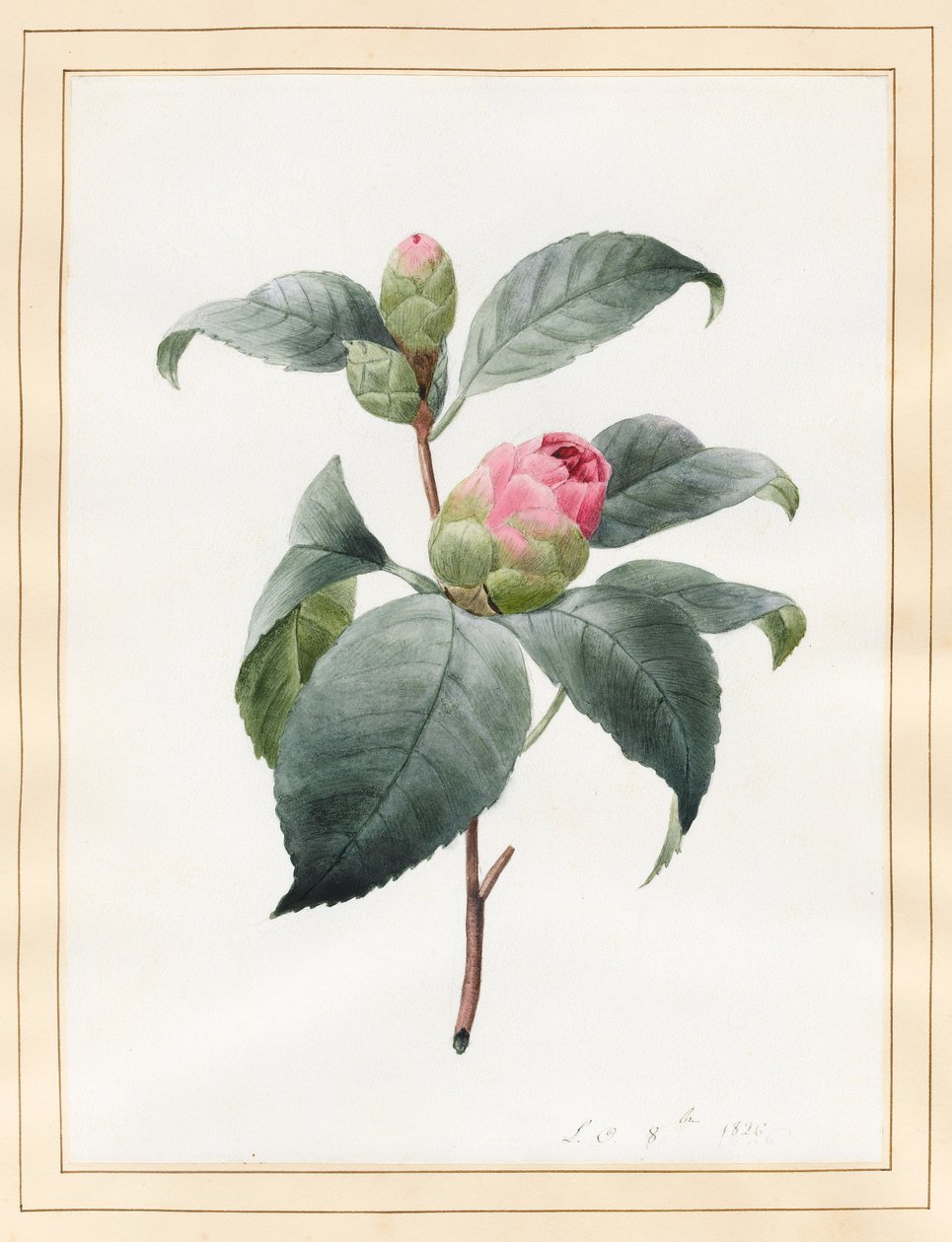 Camelia, 1826 da Louise DOrleans