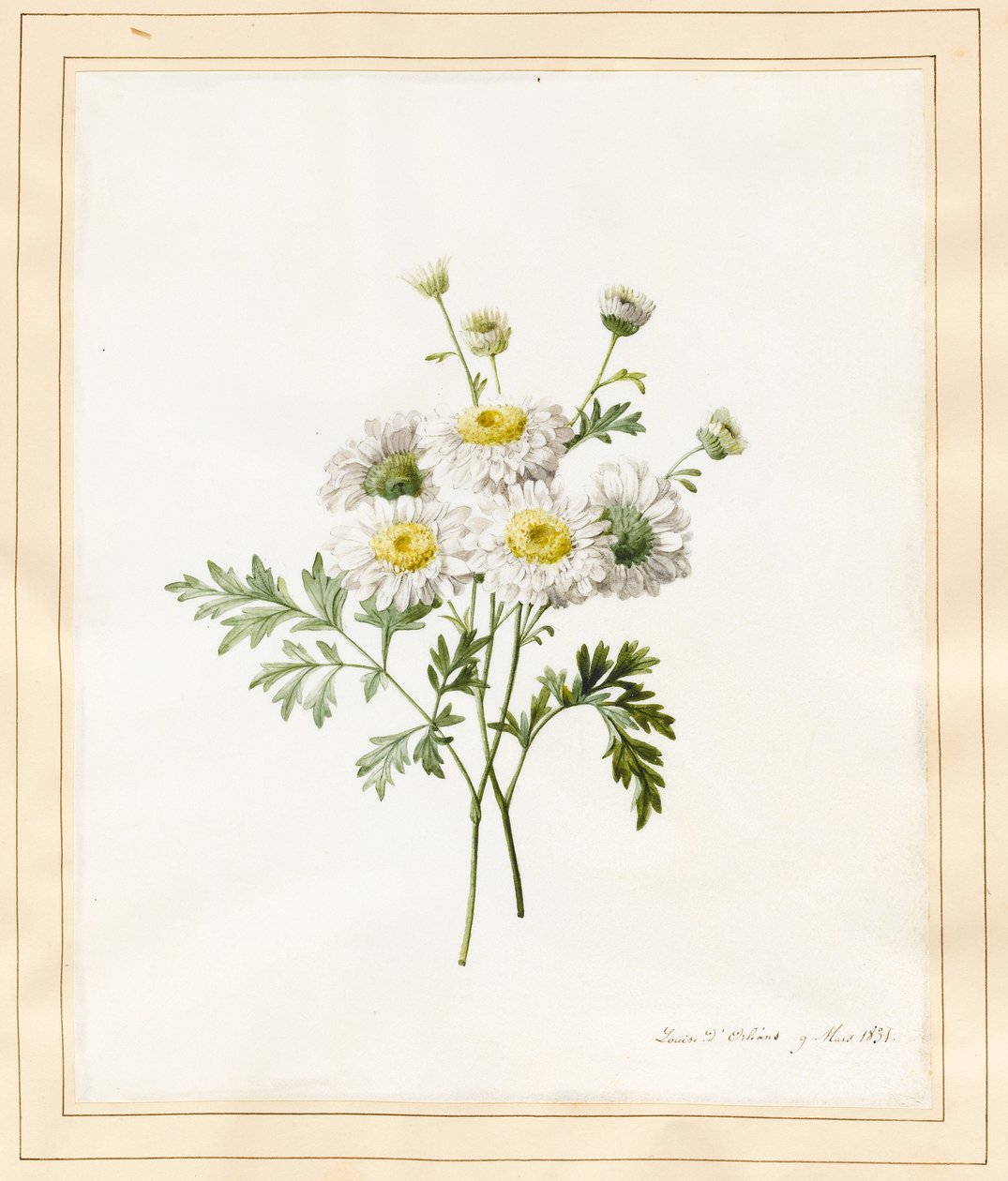 Crisantemo Parthenium (Bottoni del Batchelor), 1831 da Louise DOrleans