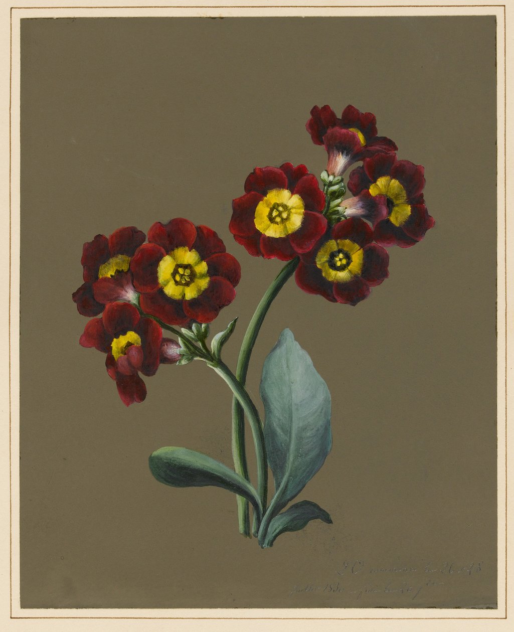Primula auricula rossa, 1830 da Louise DOrleans