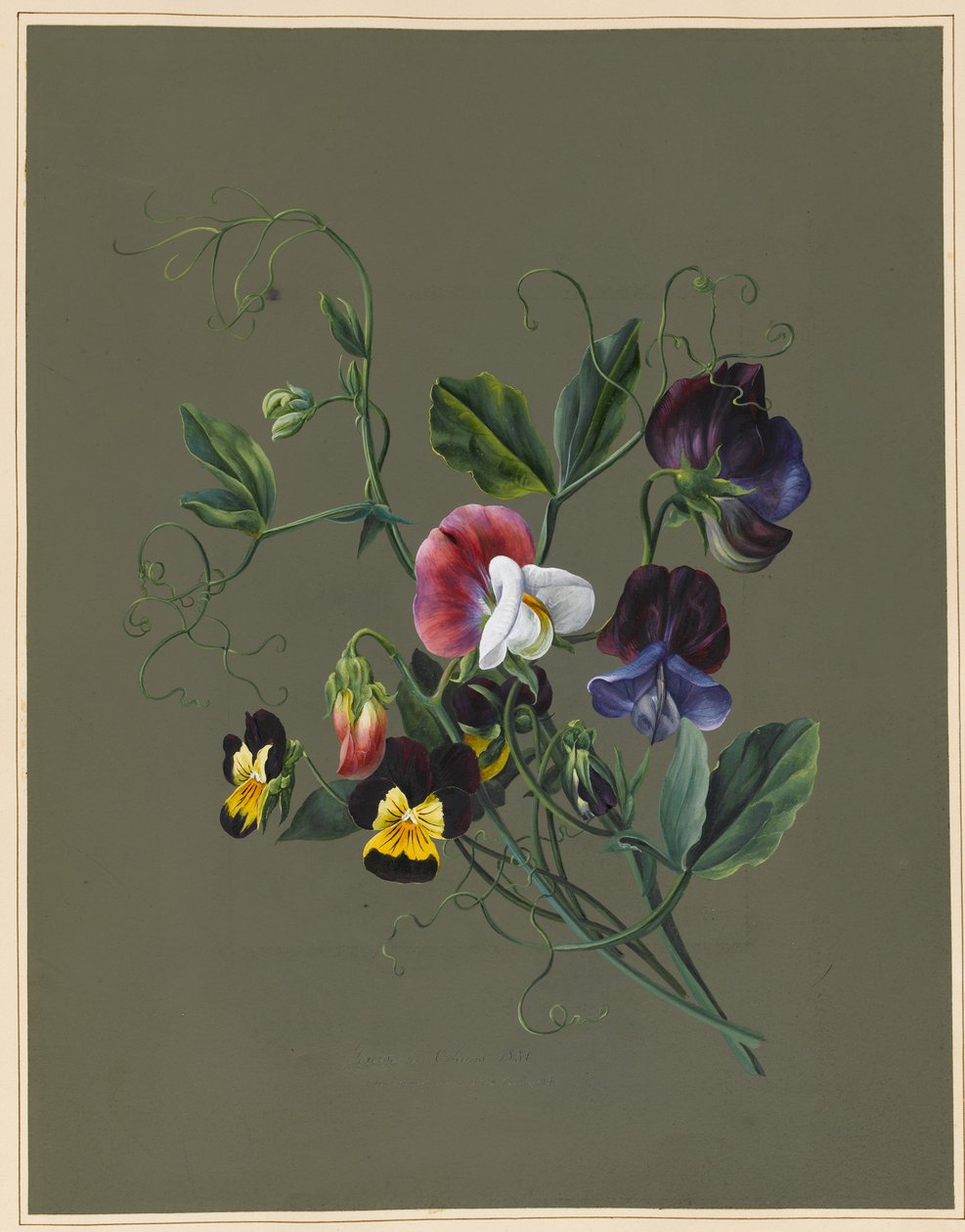 Piselli odorosi (Quitro) e viole, 1830 da Louise DOrleans