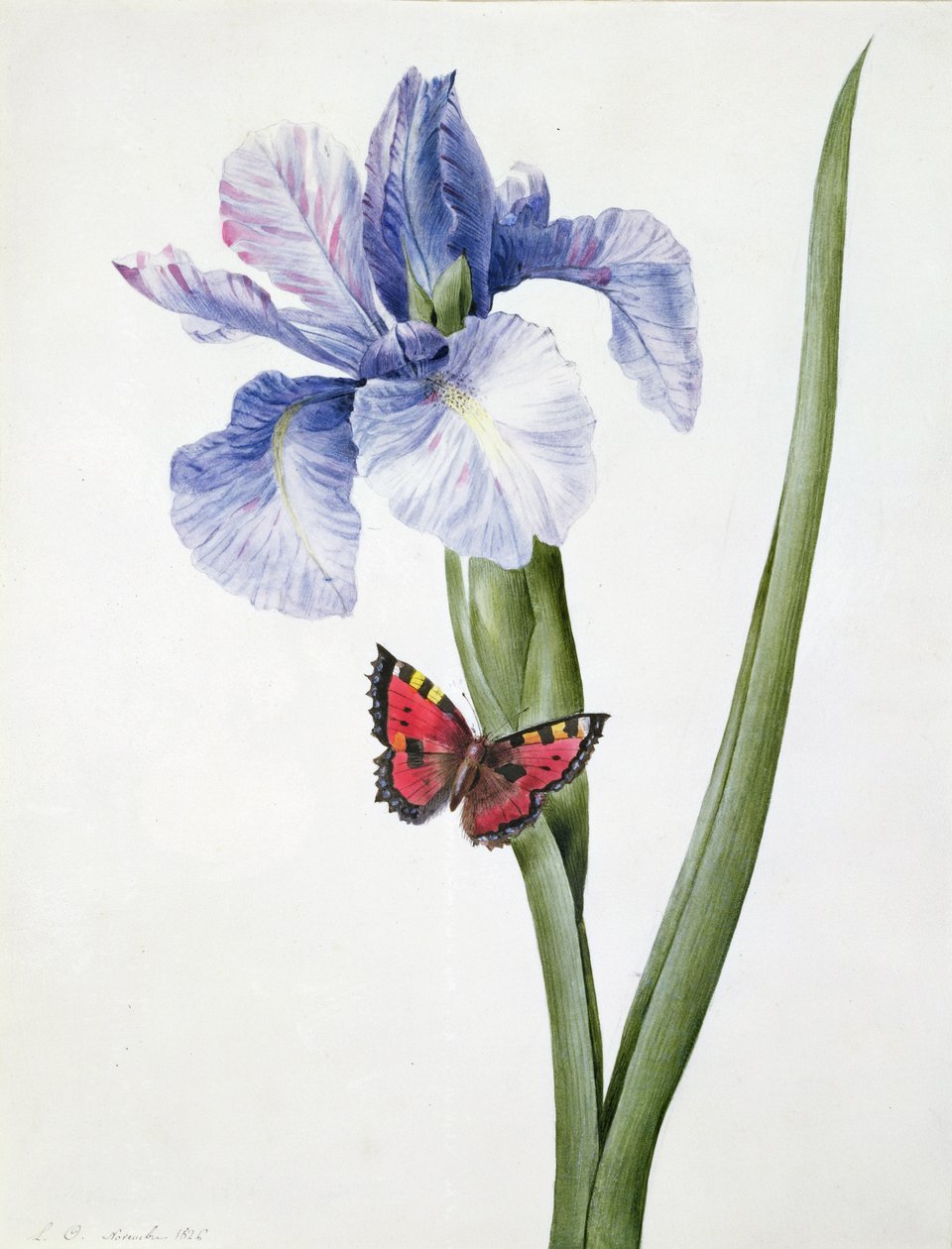 f.10 Iris blu con farfalla (Spuria), 1826 da Louise DOrleans