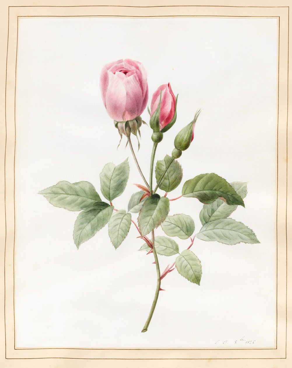 Rosa rosa e boccioli, 1826 da Louise DOrleans