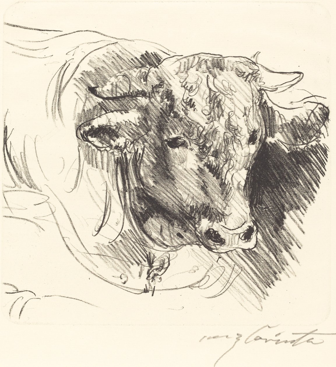 Testa di un toro da Lovis Corinth
