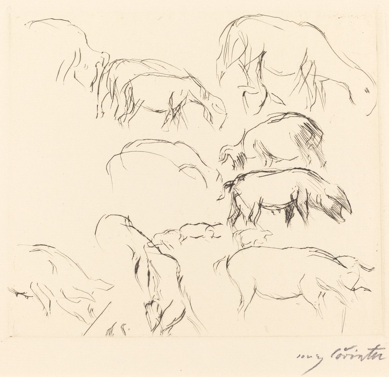 Studi di animali da Lovis Corinth