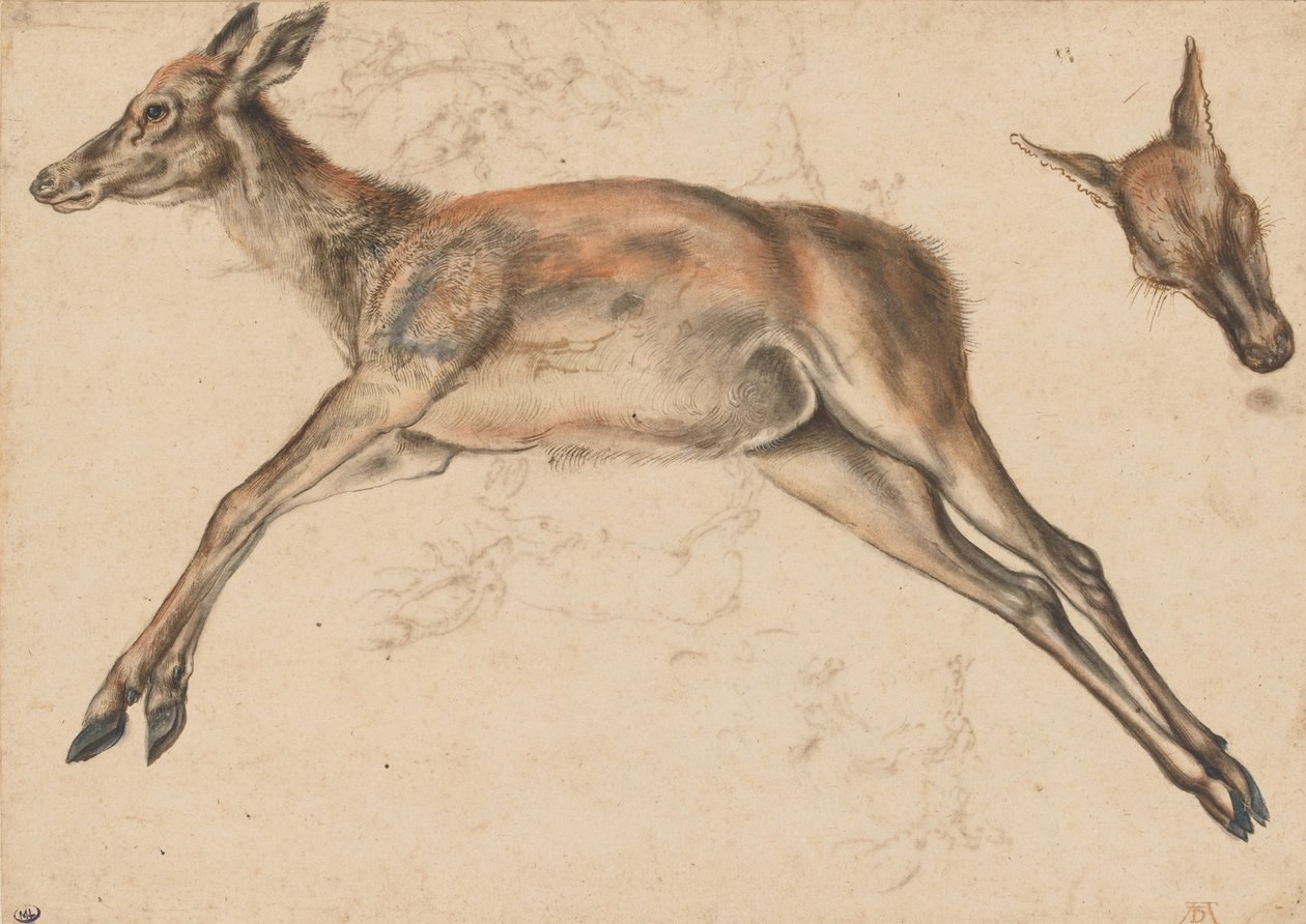 Cerva morta, le quattro zampe estese, e testa di cerva da Lucas Cranach the Elder