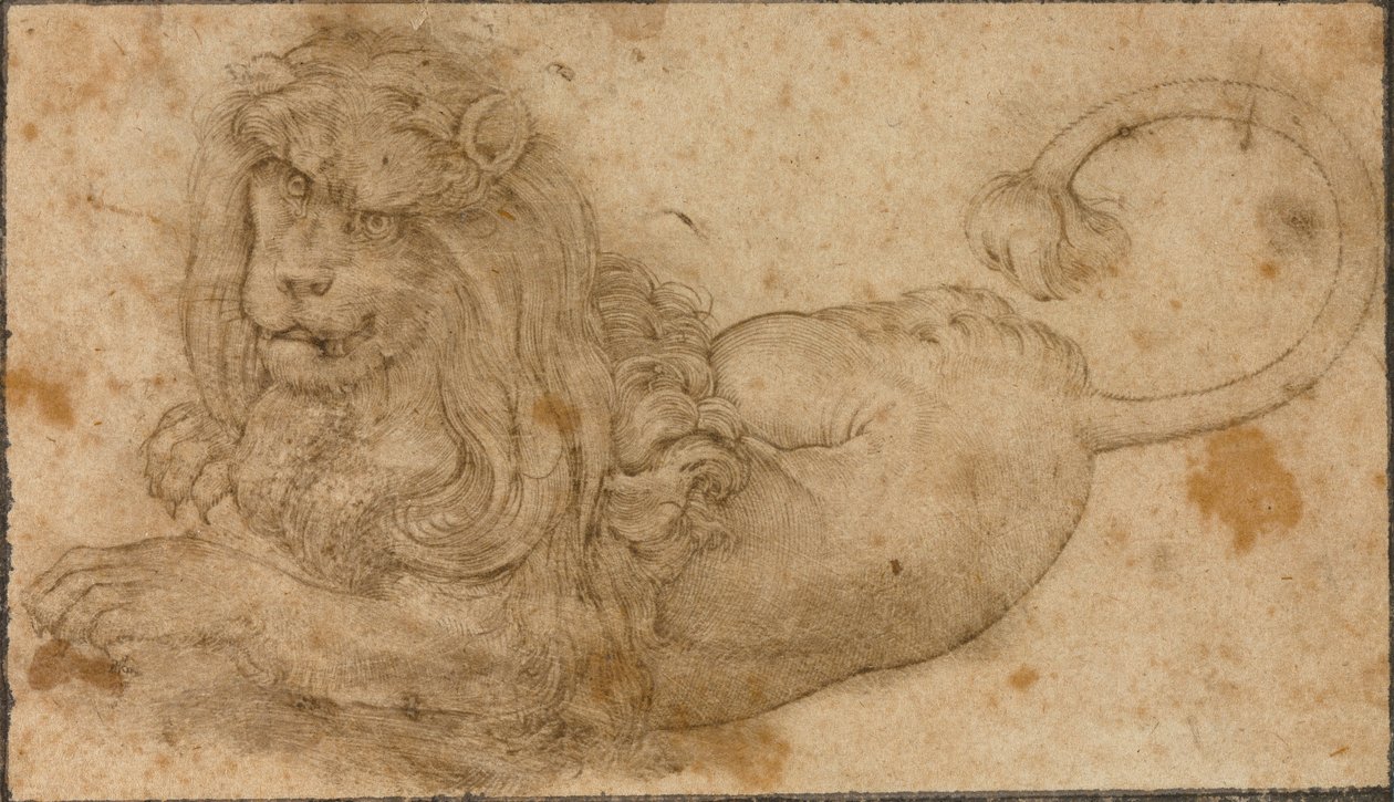 Studio di un leone da Lucas the Elder Cranach