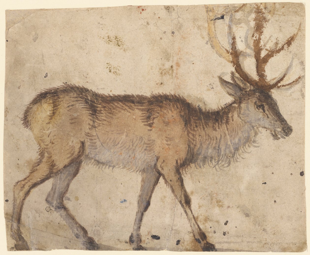 Studio di un cervo (recto), c.1520-30 da Lucas the Elder Cranach