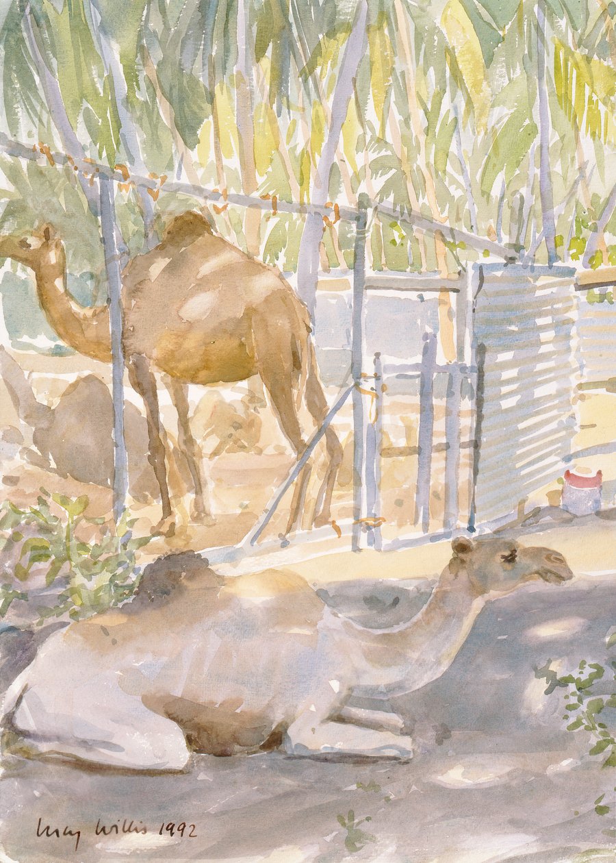 Cammelli a riposo, Salala (Oman) 1992 da Lucy Willis