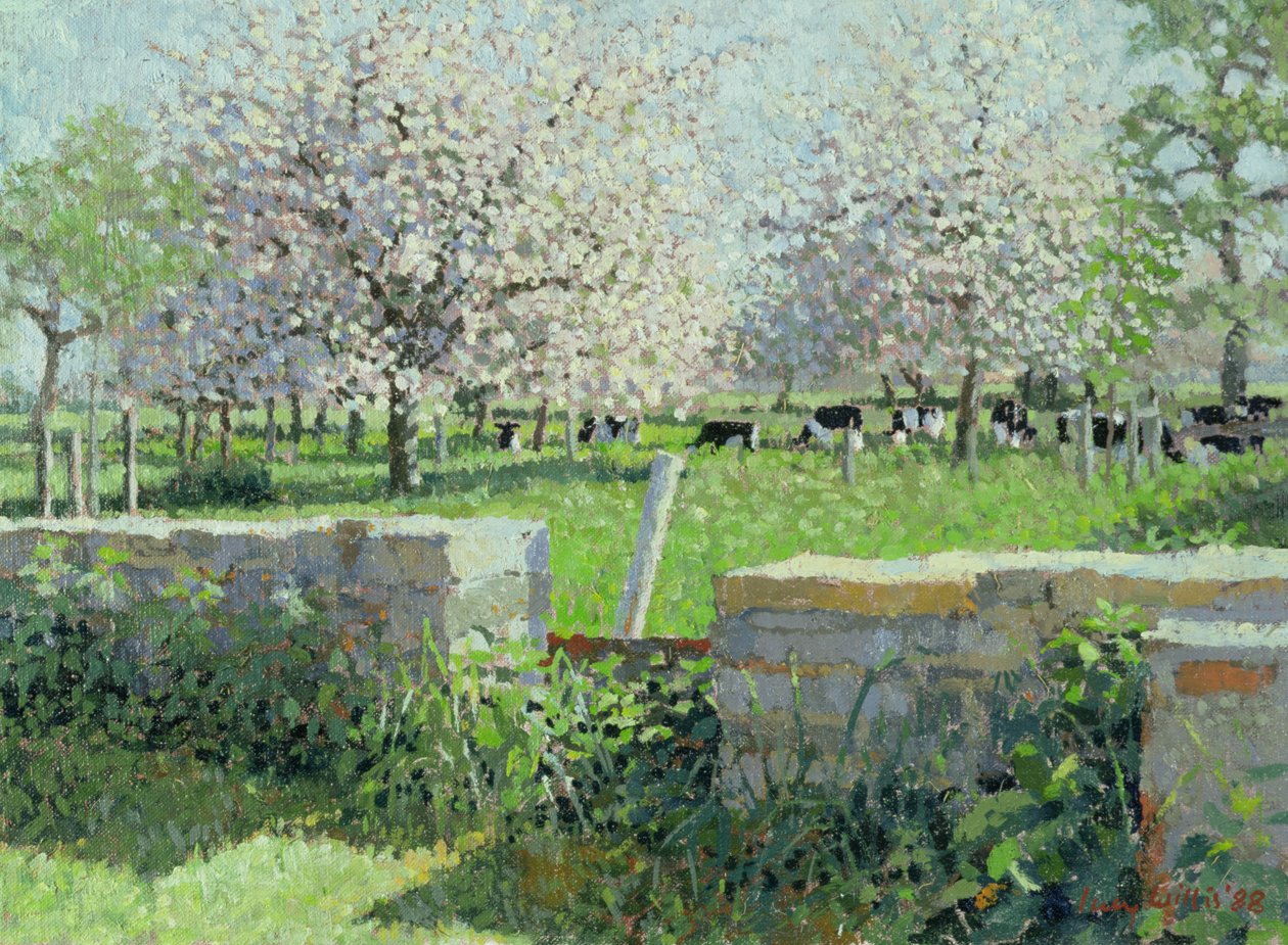 Mucche nel frutteto, 1988 da Lucy Willis