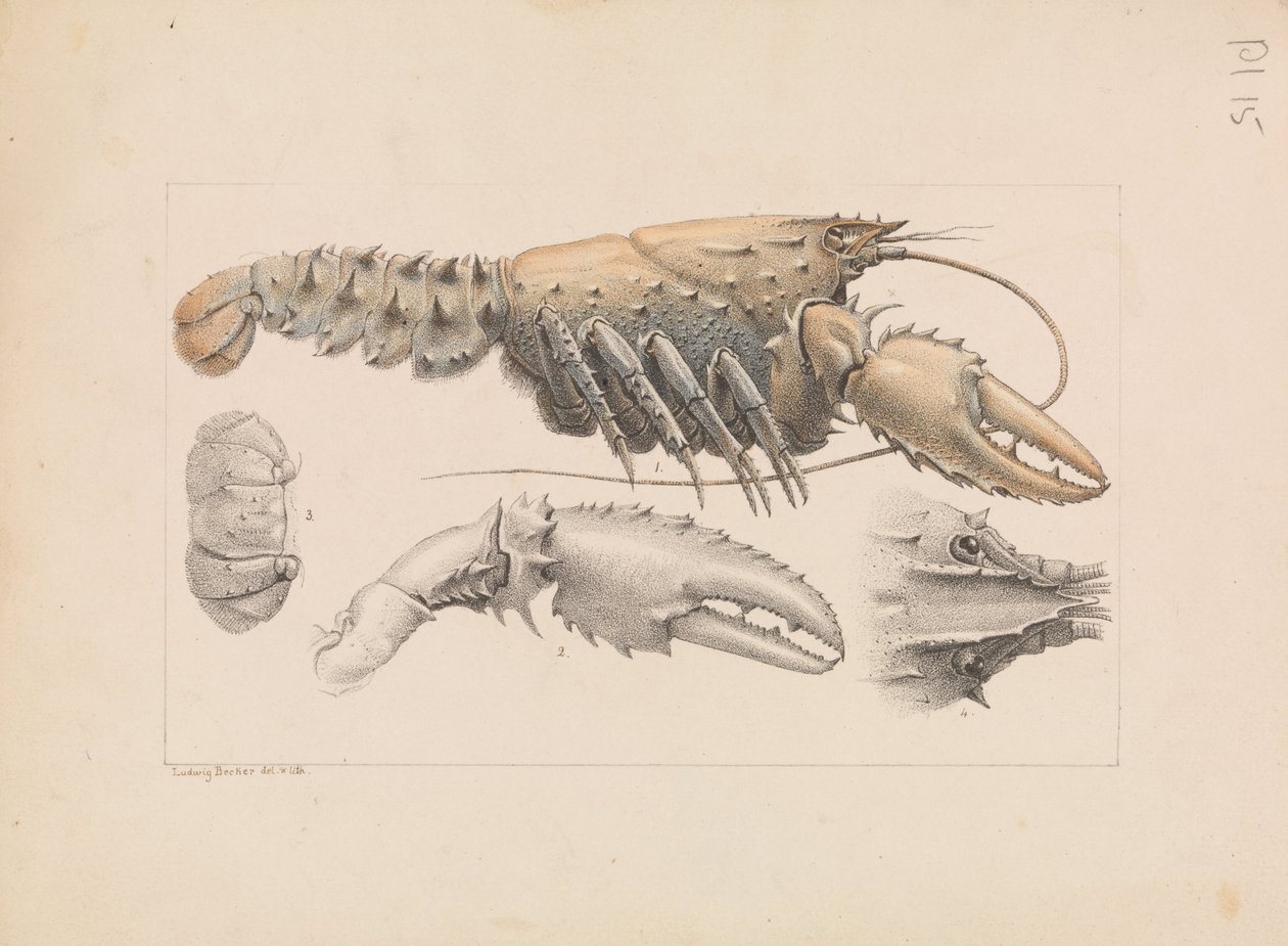 Murray Spiny Crayfish, Euastacus armatus da Ludwig Becker