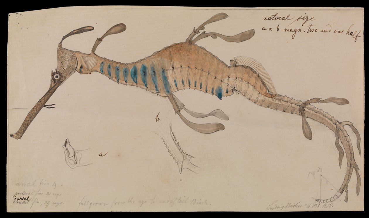 Dragone marino erboso, Phyllopteryx foliatus da Ludwig Becker