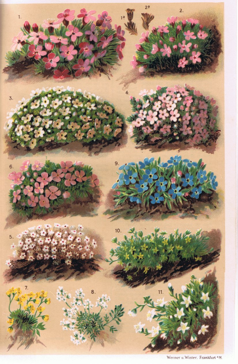 Piante alpine, illustrazione da 