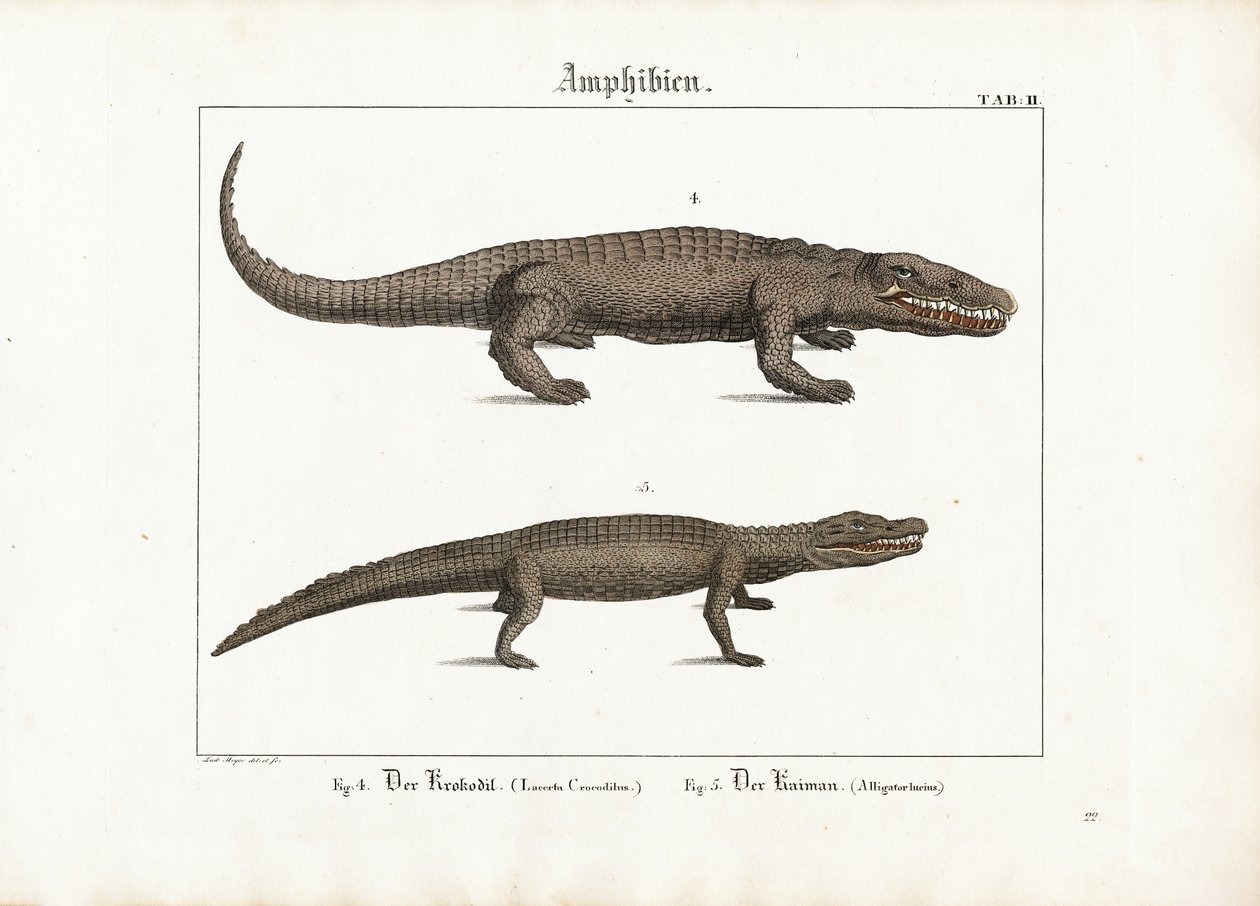 Coccodrillo e Caimano da Ludwig Meyer