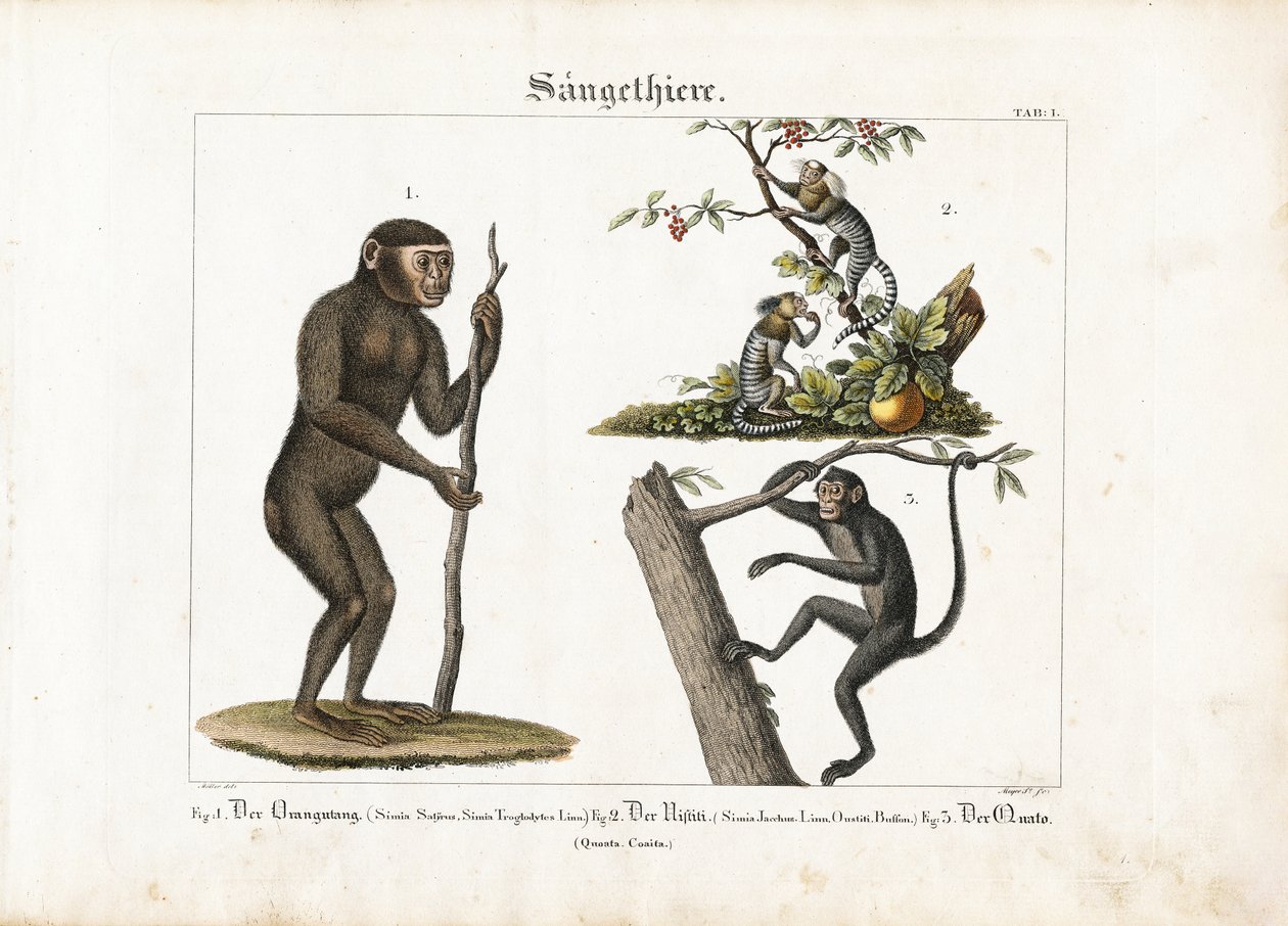 Primati: Orangutan, uistitì comune e scimmia ragno da Ludwig Meyer