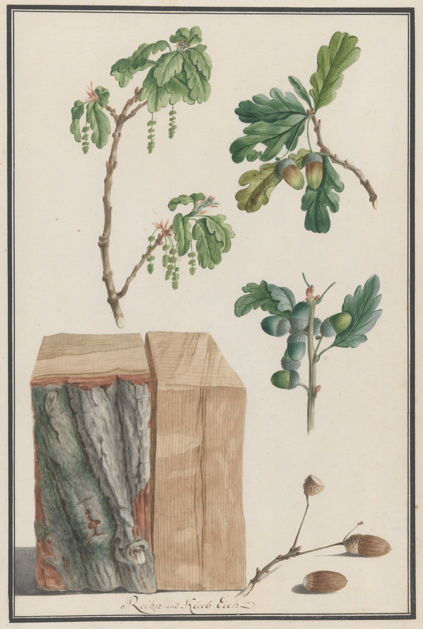 Studi dei fiori, frutti e tronco di una quercia inglese da Ludwig Pfleger