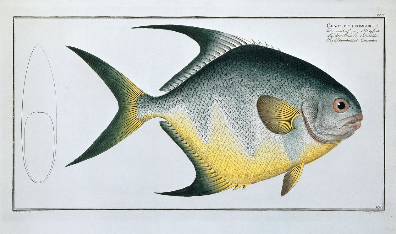 Chetodonte romboidale da Ludwig Schmidt