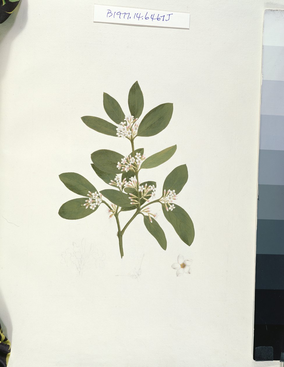 Disegno botanico, illustrazione da Quarantuno Disegni Botanici con Note da Luigi Balugani