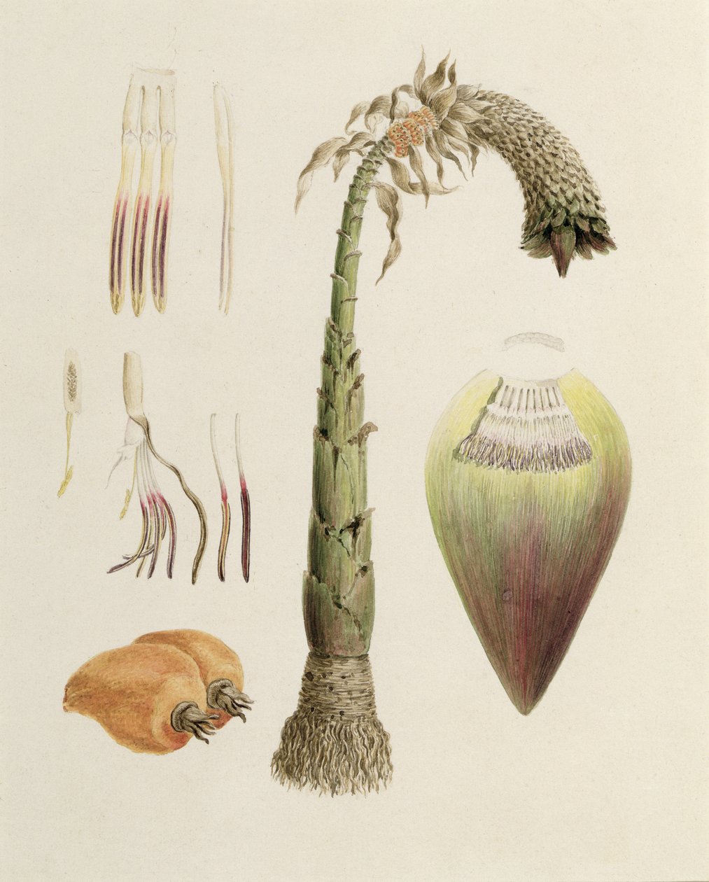 Ensete n. 10, precedentemente attribuito a James Bruce (1730-94) da Luigi Balugani