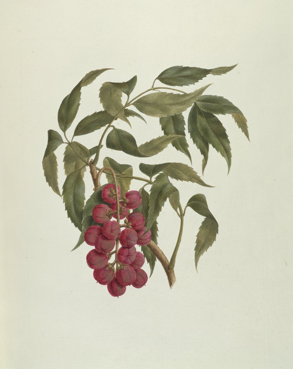 Korsuma (Bersama abyssinica) da Luigi Balugani