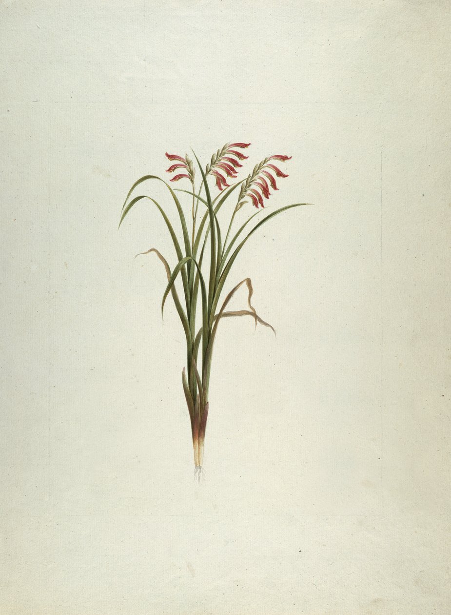 Pianta non identificata con fiori da Luigi Balugani
