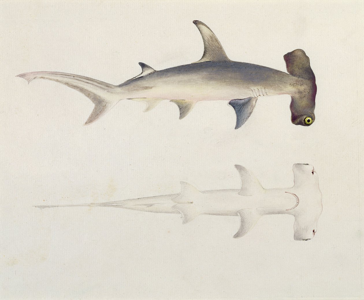 Uno squalo martello, Loheia, precedentemente attribuito a James Bruce (1730-94) da Luigi Balugani